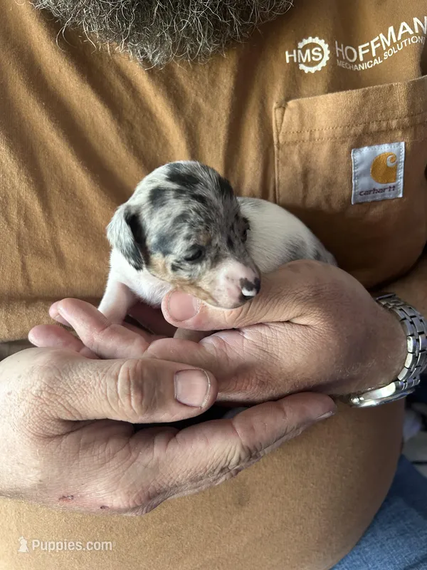 Aurora – Miniature Dachshund puppy for sale in Bear Creek, NC