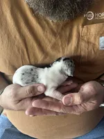 Aurora, a female Miniature Dachshund for sale in Bear Creek, NC – Photo 3 of 4