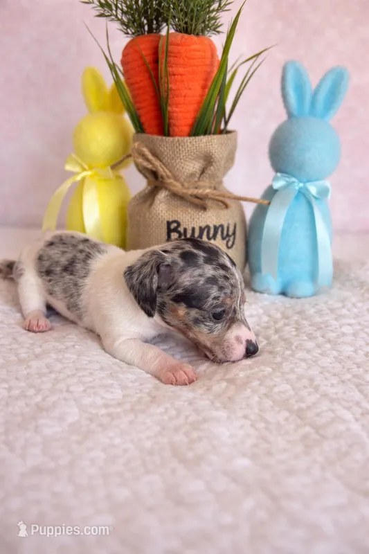 Aurora – Miniature Dachshund puppy for sale in Bear Creek, NC