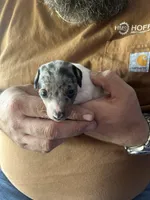 Aurora, a female Miniature Dachshund for sale in Bear Creek, NC – Photo 2 of 4