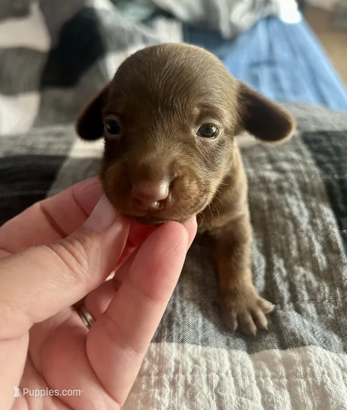 Milky Way – Miniature Dachshund puppy for sale in Bear Creek, NC