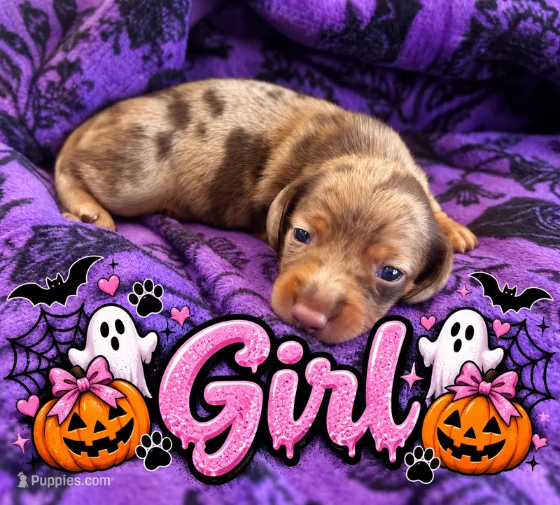 CKC Chocolate Dapple Female – Miniature Dachshund puppy for sale in Bear Creek, NC