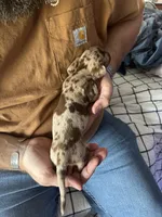 Rolo , a male Miniature Dachshund for sale in Bear Creek, NC – Photo 2 of 3