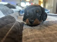 CKC Longhair Female, a female Miniature Dachshund for sale in Bear Creek, NC – 4 of 5