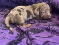 CKC Chocolate Dapple Female, a female Miniature Dachshund for sale in Bear Creek, NC – 5 of 5