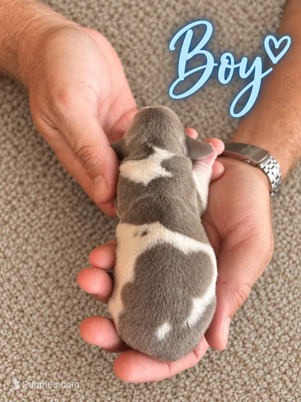 CKC Isabella Piebald  – Miniature Dachshund puppy for sale in Bear Creek, NC
