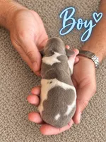 CKC Isabella Piebald , a male Miniature Dachshund for sale in Bear Creek, NC – 1 of 2