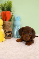 Butterfinger, a male Miniature Dachshund for sale in Bear Creek, NC – Photo 1 of 3