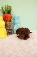 Butterfinger, a male Miniature Dachshund for sale in Bear Creek, NC – Photo 3 of 3