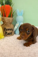Butterfinger, a male Miniature Dachshund for sale in Bear Creek, NC – Photo 2 of 3