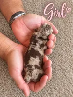 CKC Dapple Female, a female Miniature Dachshund for sale in Bear Creek, NC – 2 of 2