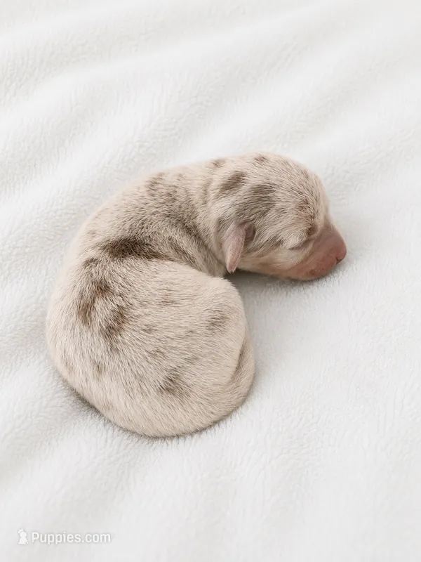 Creamy – Miniature Dachshund puppy for sale in Bear Creek, NC
