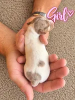 CKC Dapple Pie Female, a female Miniature Dachshund for sale in Bear Creek, NC – 2 of 2