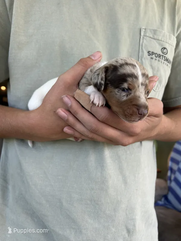 CKC Dapple Pie Male – Miniature Dachshund puppy for sale in Bear Creek, NC