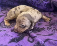 CKC Chocolate Dapple Female, a female Miniature Dachshund for sale in Bear Creek, NC – 3 of 5
