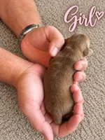 CKC Chocolate and Tan Female, a female Miniature Dachshund for sale in Bear Creek, NC – 2 of 2