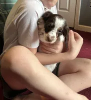 Blu, a male Miniature Dachshund for sale in Bear Creek, NC – Photo 2 of 4