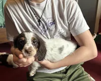 Blu, a male Miniature Dachshund for sale in Bear Creek, NC – Photo 4 of 4