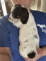 Blu, a male Miniature Dachshund for sale in Bear Creek, NC – Photo 3 of 4