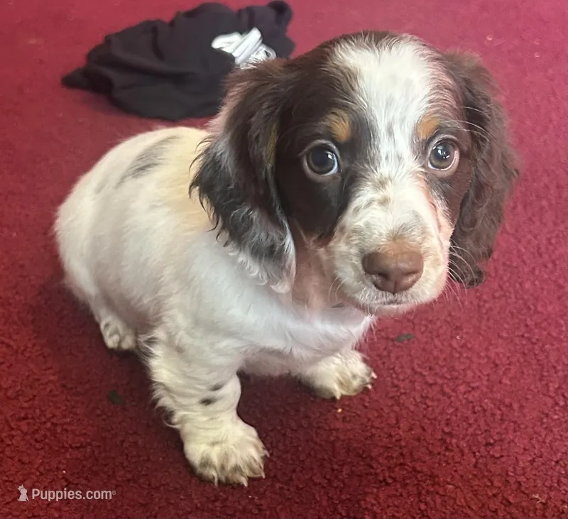 Blu – Miniature Dachshund puppy on hold in Bear Creek, NC