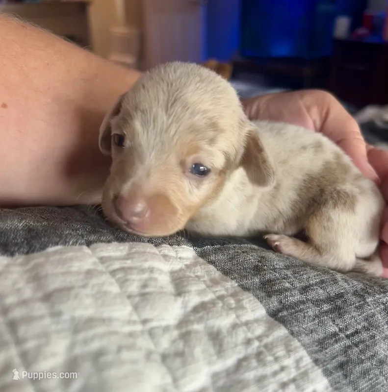 Creamy – Miniature Dachshund puppy for sale in Bear Creek, NC
