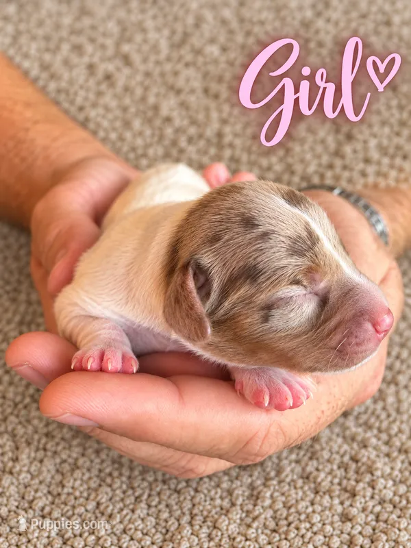 CKC Dapple Pie Female – Miniature Dachshund puppy for sale in Bear Creek, NC