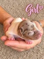 CKC Dapple Pie Female, a female Miniature Dachshund for sale in Bear Creek, NC – 1 of 2