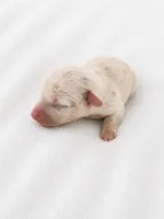 Creamy, a male Miniature Dachshund for sale in Bear Creek, NC – 2 of 4