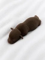 Milky Way, a male Miniature Dachshund for sale in Bear Creek, NC – 3 of 4