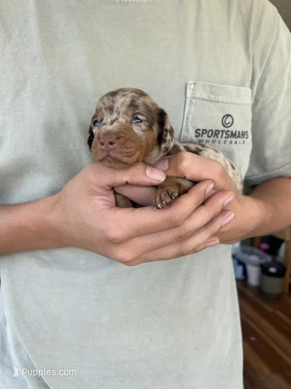 CKC Dapple Female – Miniature Dachshund puppy for sale in Bear Creek, NC