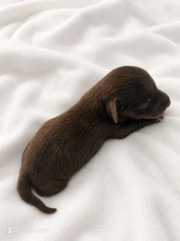 Oreo – Miniature Dachshund puppy for sale in Bear Creek, NC
