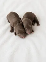 Milky Way, a male Miniature Dachshund for sale in Bear Creek, NC – 4 of 4