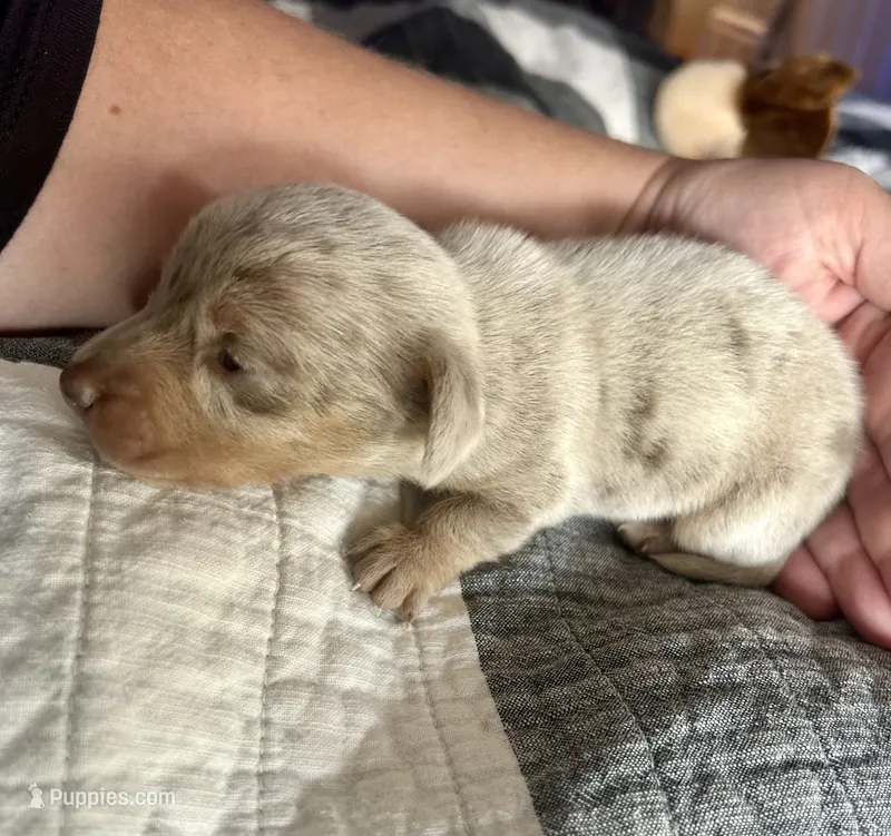 Chip – Miniature Dachshund puppy for sale in Bear Creek, NC