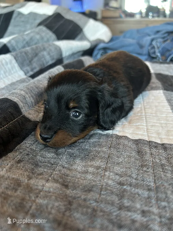 CKC Longhair Female – Miniature Dachshund puppy for sale in Bear Creek, NC