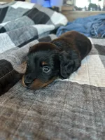 CKC Longhair Female, a female Miniature Dachshund for sale in Bear Creek, NC – 1 of 5