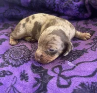 CKC Chocolate Dapple Female, a female Miniature Dachshund for sale in Bear Creek, NC – 4 of 5
