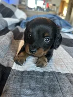 CKC Longhair Female, a female Miniature Dachshund for sale in Bear Creek, NC – 3 of 5