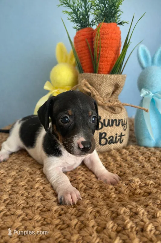 Oreo – Miniature Dachshund puppy for sale in Bear Creek, NC