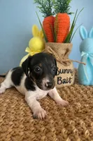 Oreo, a male Miniature Dachshund for sale in Bear Creek, NC – Photo 1 of 3