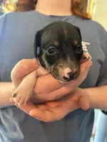Oreo, a male Miniature Dachshund for sale in Bear Creek, NC – Photo 2 of 3