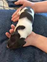 Oreo, a male Miniature Dachshund for sale in Bear Creek, NC – Photo 3 of 3