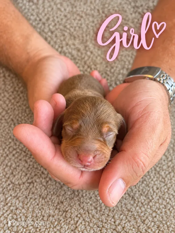 CKC Chocolate and Tan Female – Miniature Dachshund puppy for sale in Bear Creek, NC