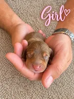 CKC Chocolate and Tan Female, a female Miniature Dachshund for sale in Bear Creek, NC – 1 of 2