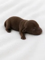 Milky Way, a male Miniature Dachshund for sale in Bear Creek, NC – 2 of 4