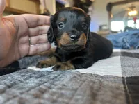 CKC Longhair Female, a female Miniature Dachshund for sale in Bear Creek, NC – 5 of 5