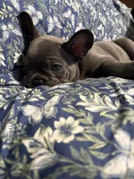 Maybelline, a female French Bulldog for sale in Belleville, NJ – 3 of 4
