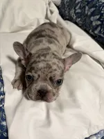 Bobby , a male French Bulldog for sale in Belleville, NJ – 4 of 4