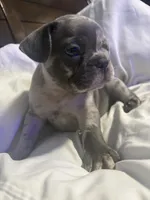 Harvey, a male French Bulldog for sale in Belleville, NJ – 4 of 4