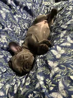 Maybelline, a female French Bulldog for sale in Belleville, NJ – 4 of 4
