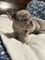 Bobby , a male French Bulldog for sale in Belleville, NJ – 2 of 4